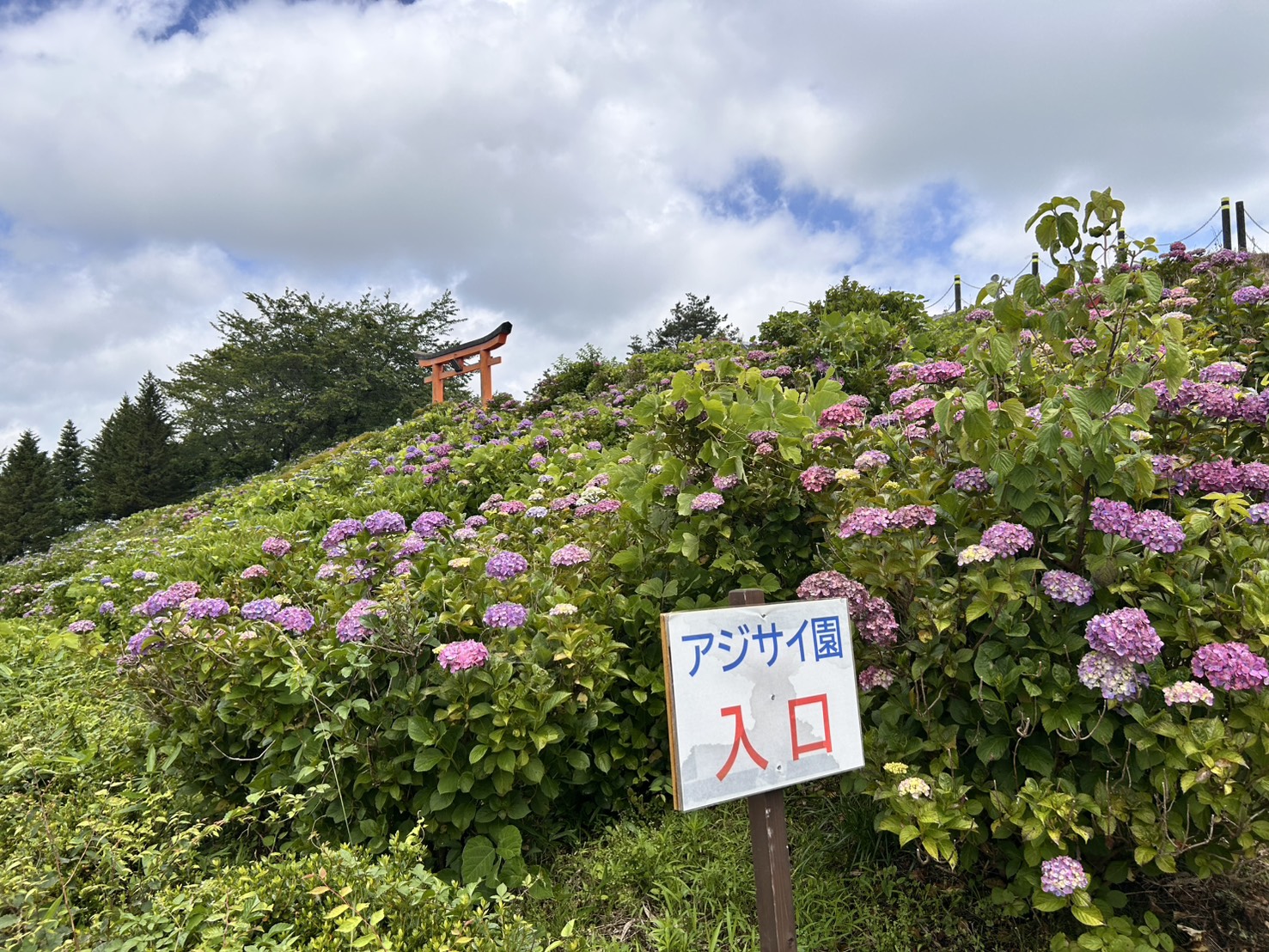 アジサイの開花状況について／色麻町