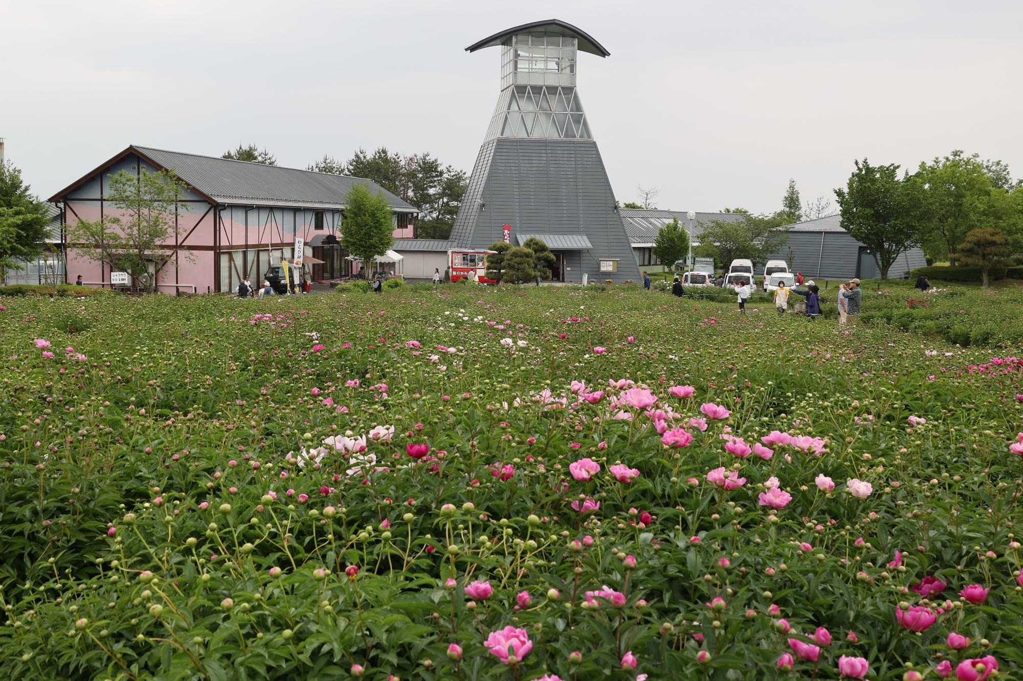 シャクヤク開花情報5月21日