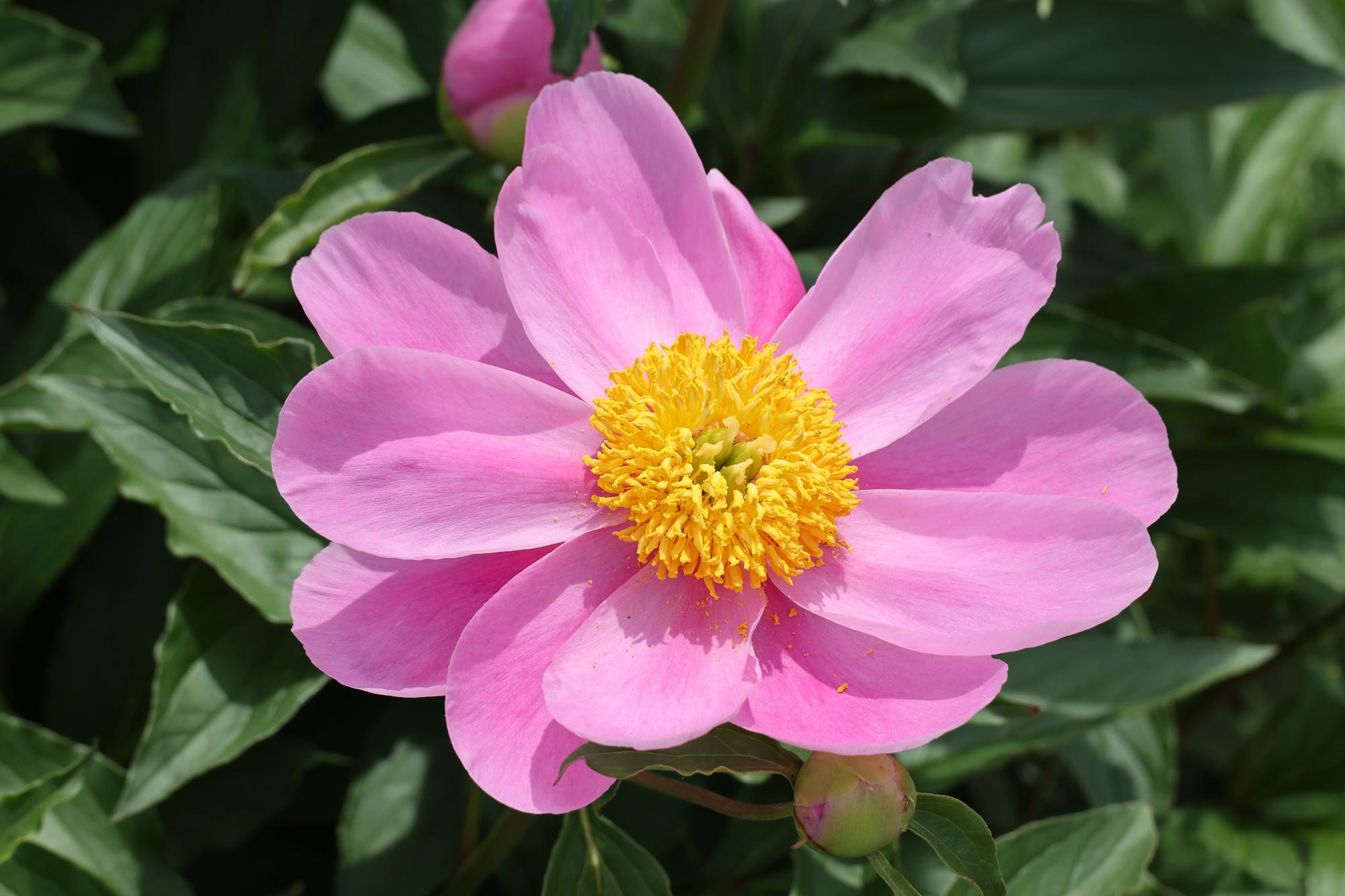 シャクヤク開花情報5月23日