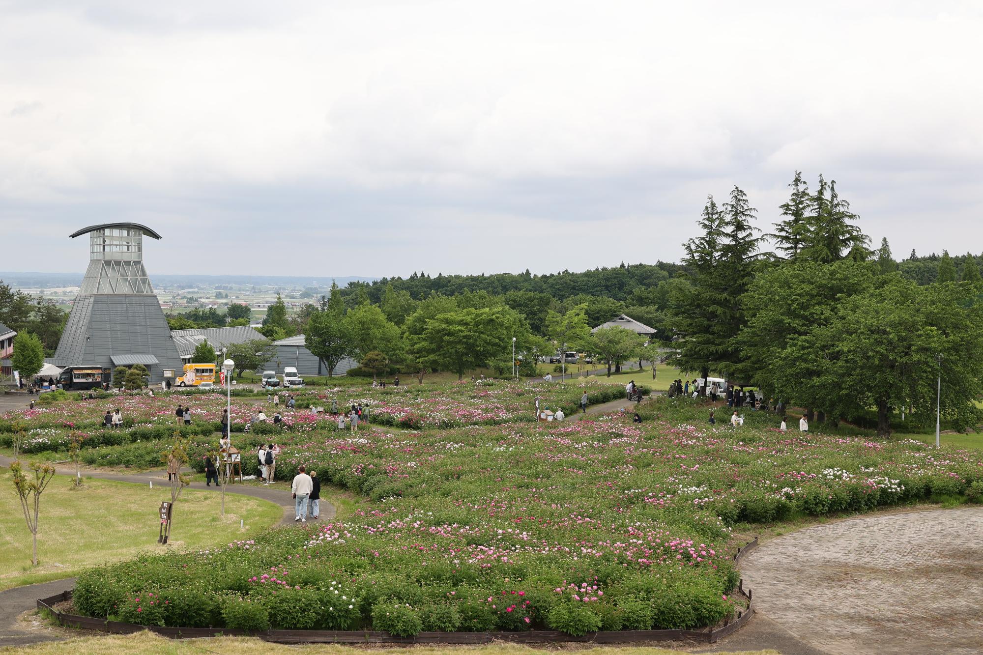 シャクヤク開花情報5月24日