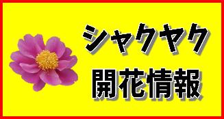 シャクヤク開花情報