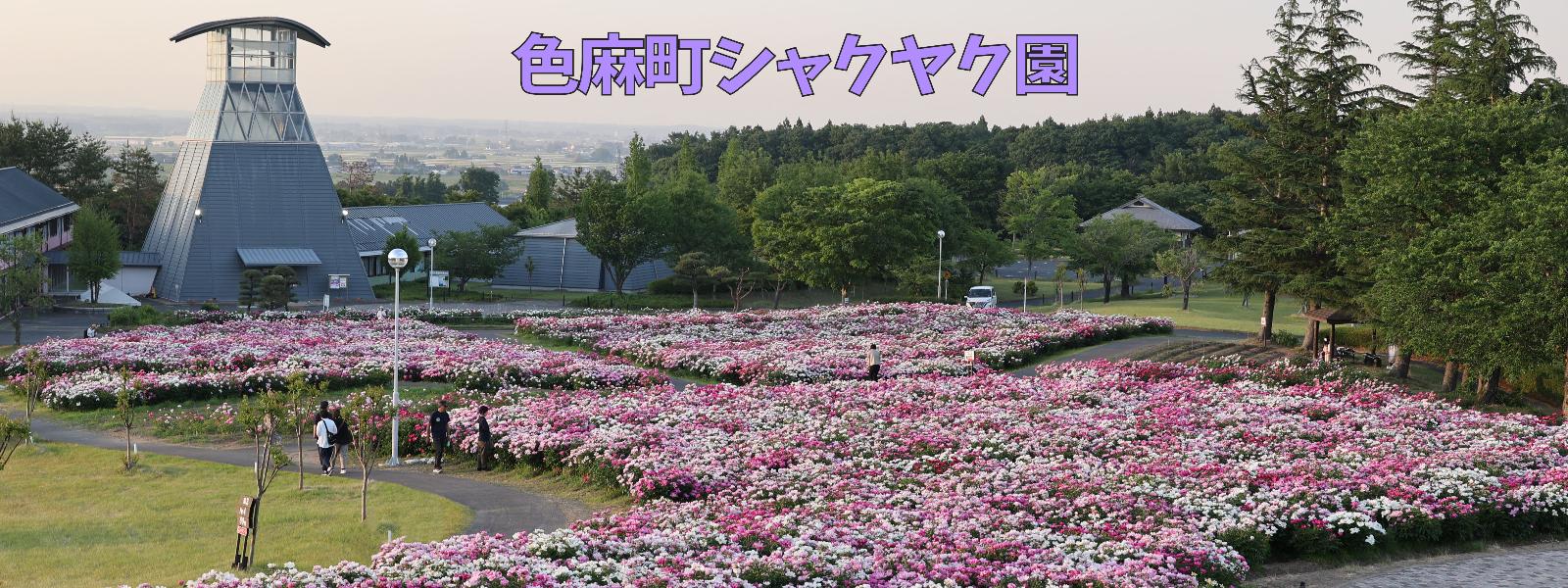 色麻町シャクヤク園