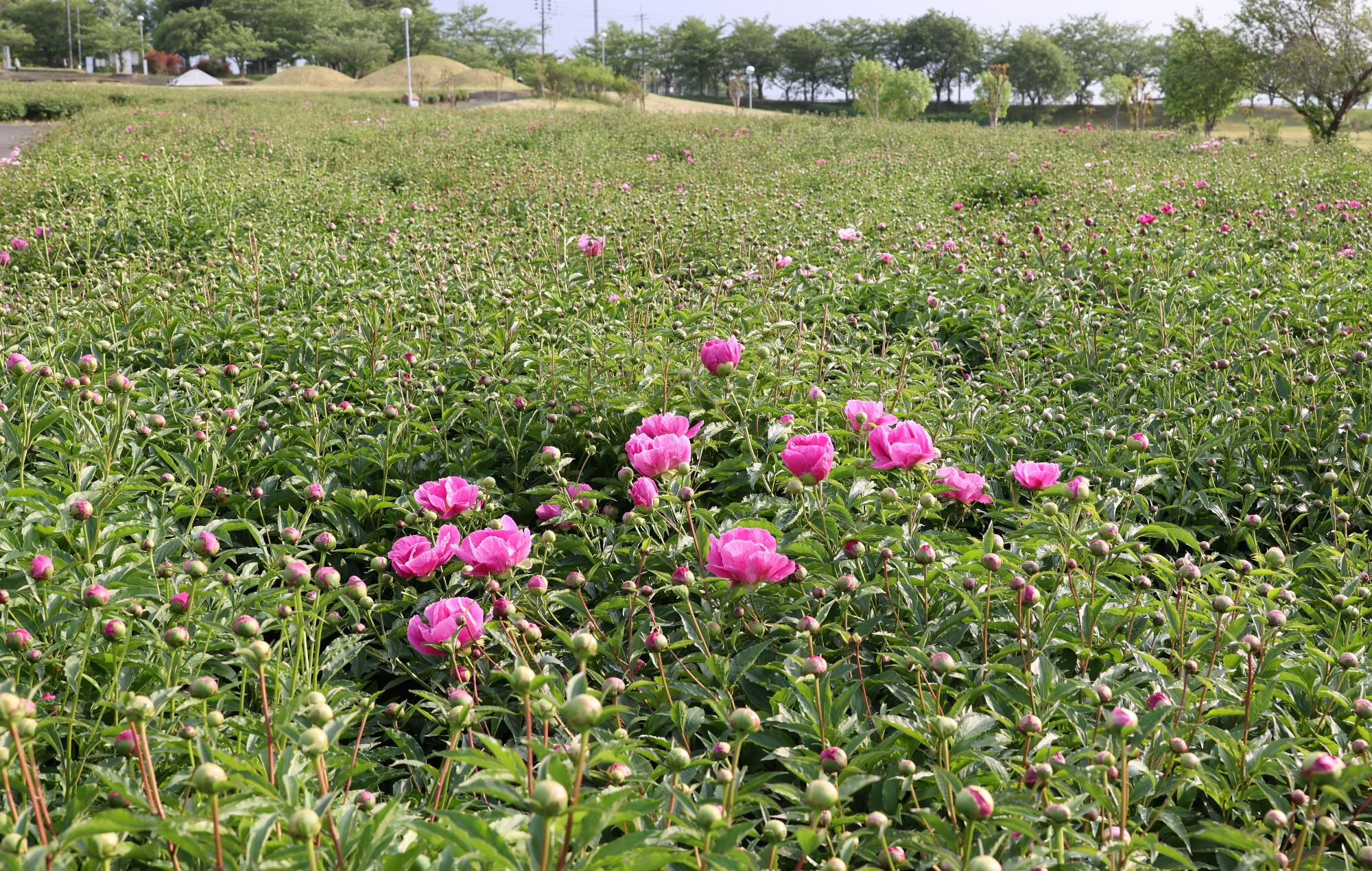シャクヤク開花情報5月20日