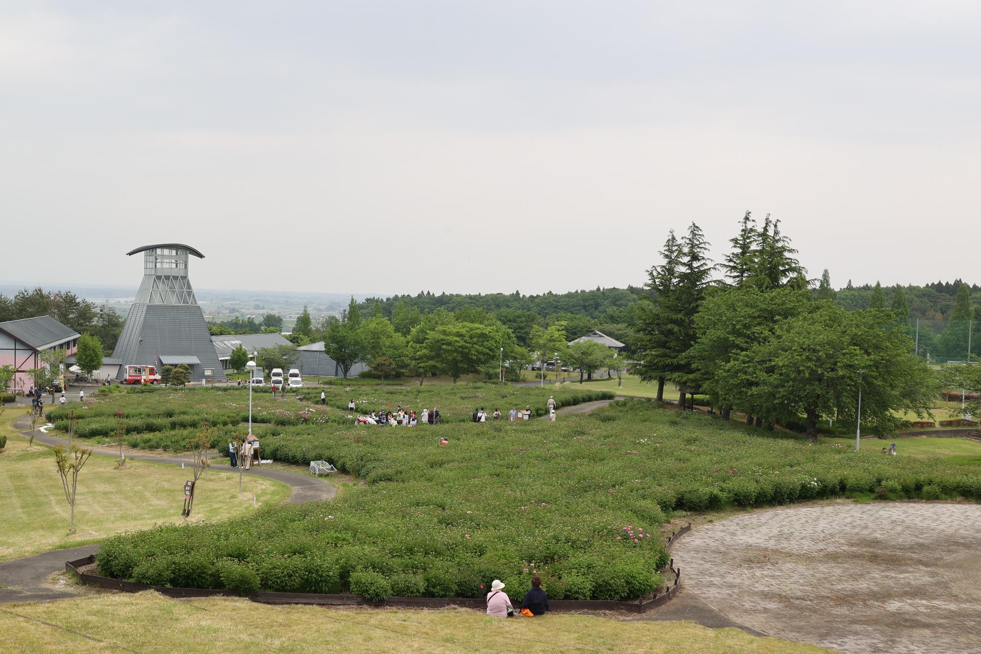 シャクヤク開花情報5月21日