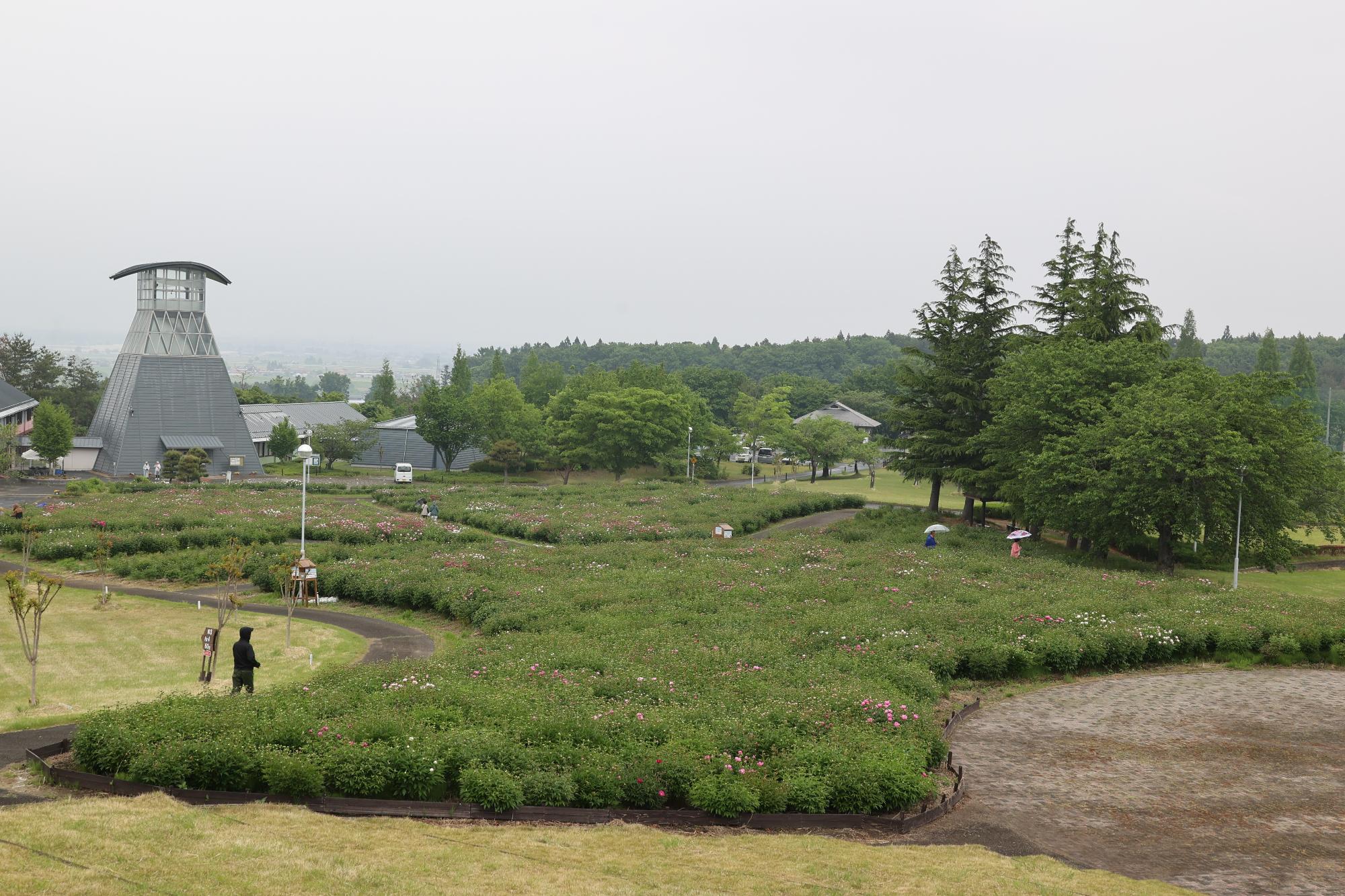シャクヤク開花情報5月22日