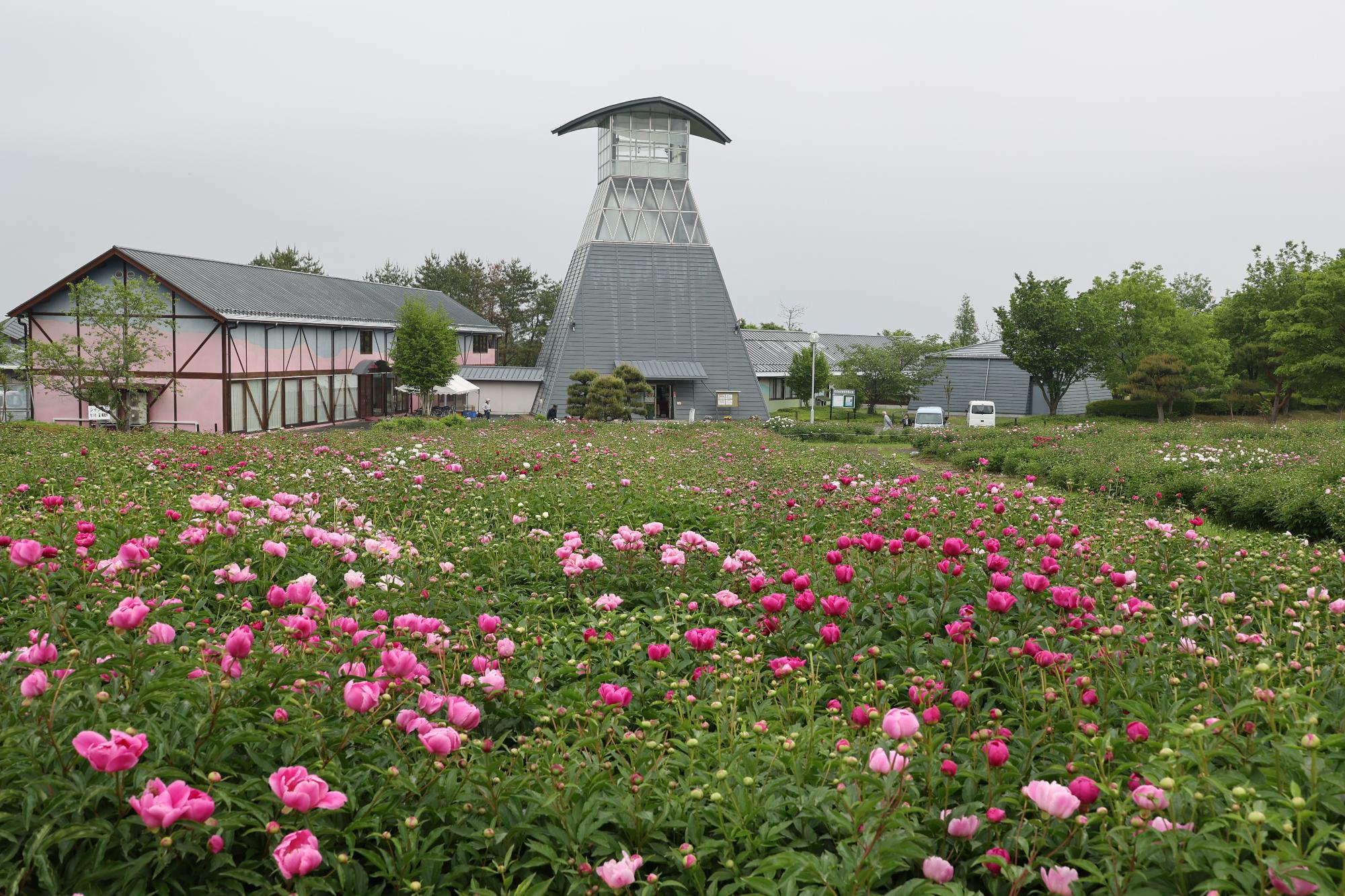 シャクヤク開花情報5月22日