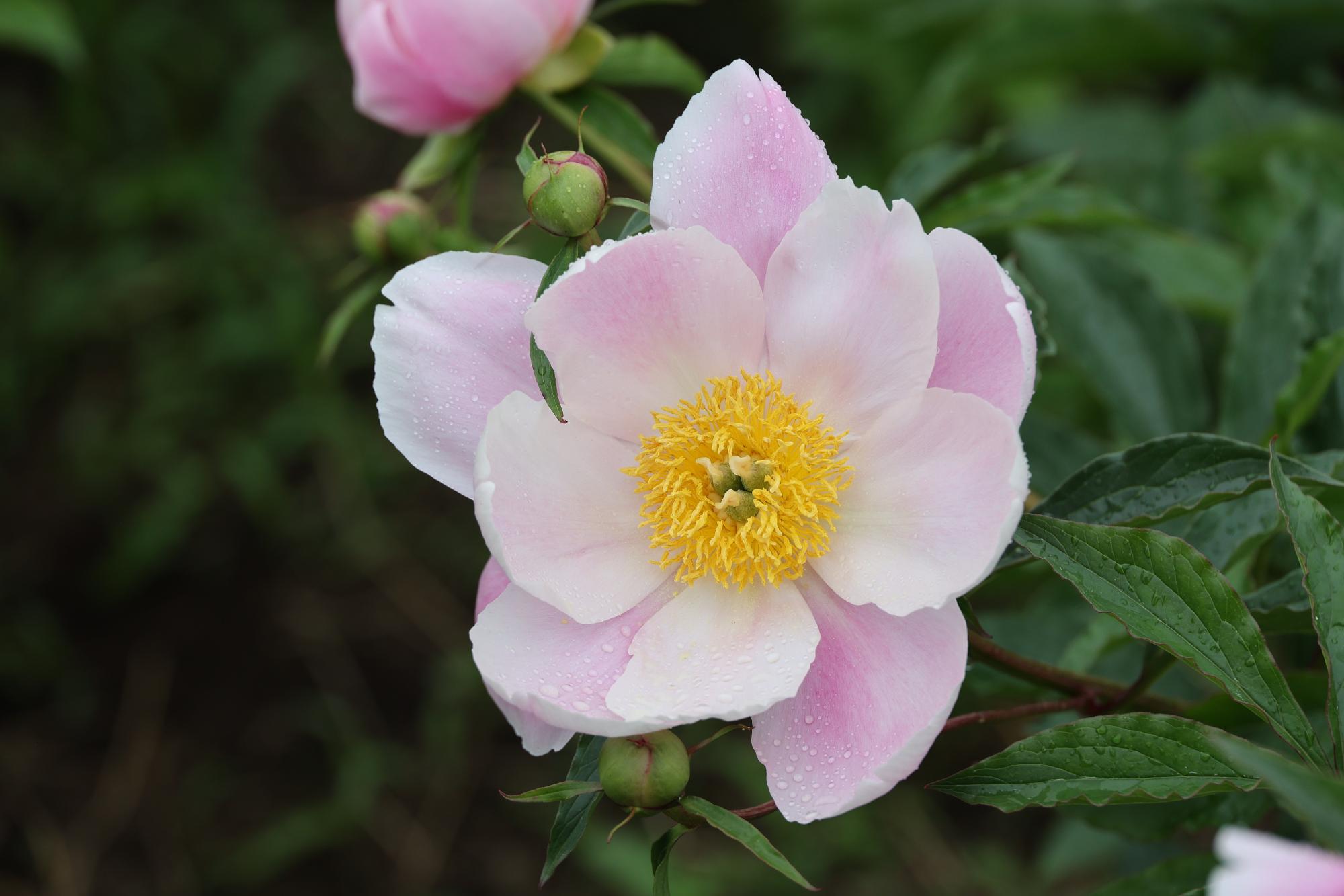 シャクヤク開花情報5月22日