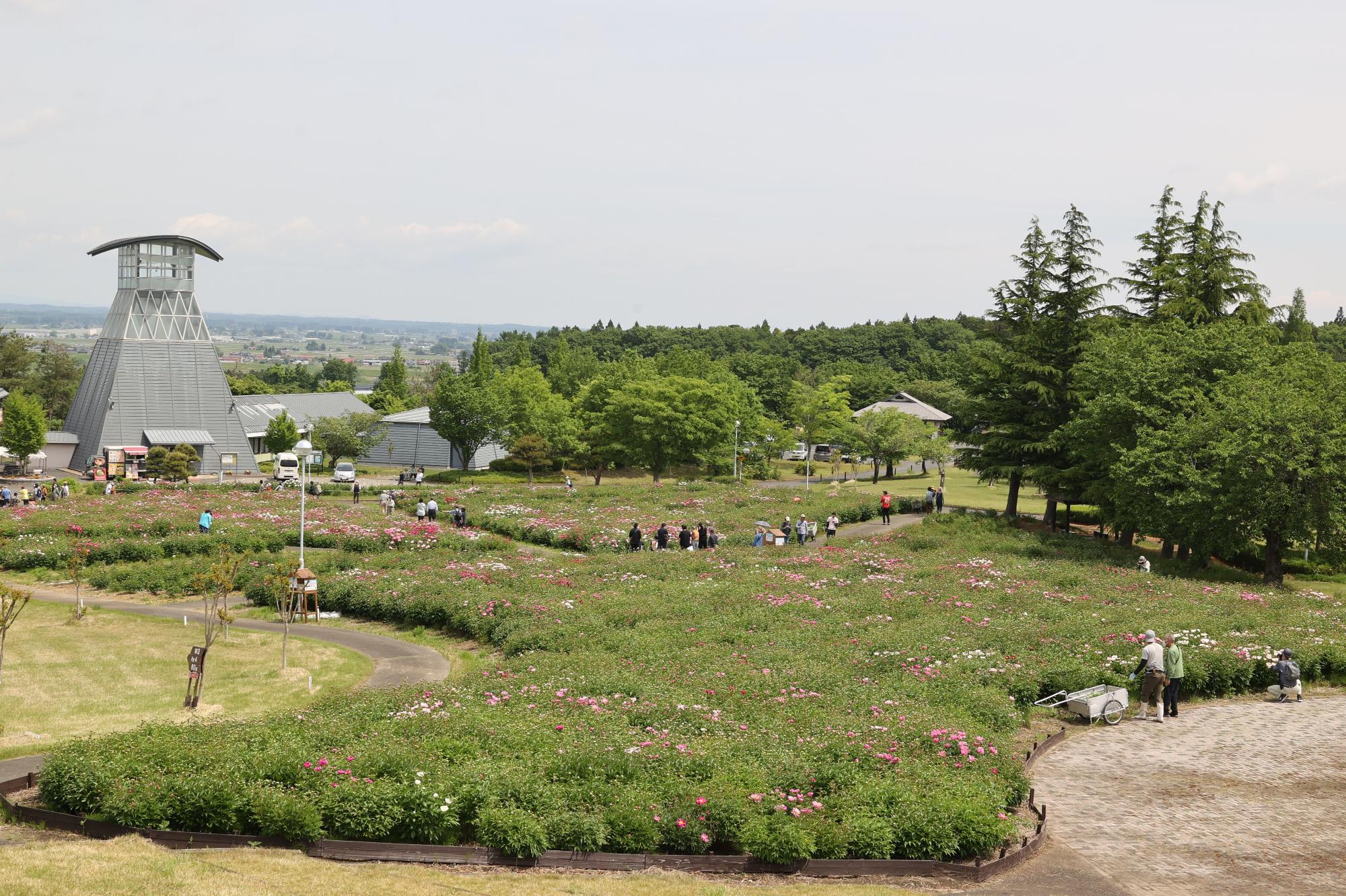 シャクヤク開花情報5月23日