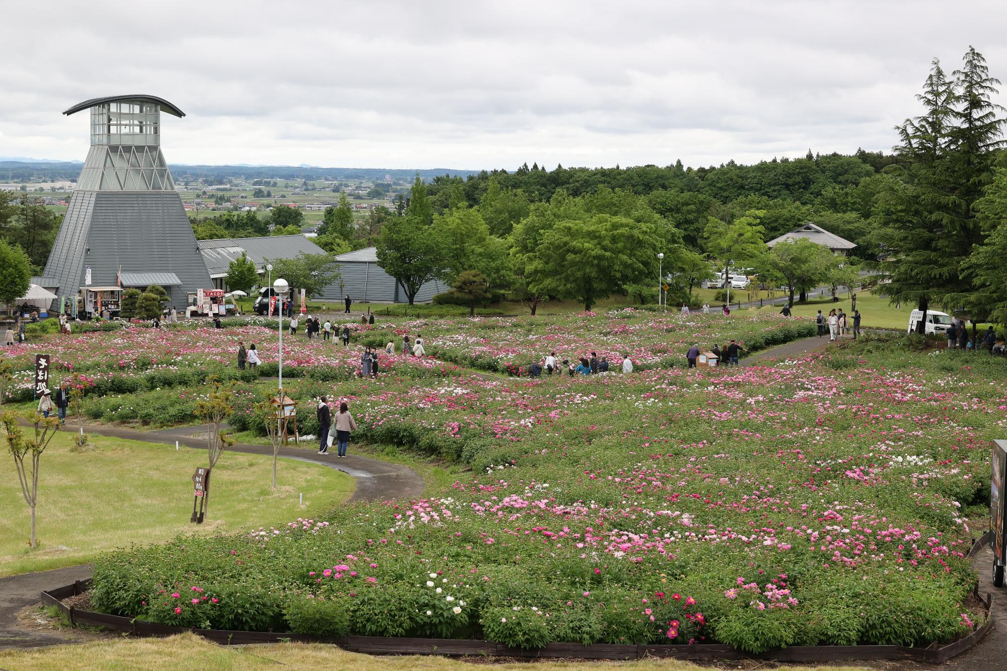 シャクヤク開花情報5月25日