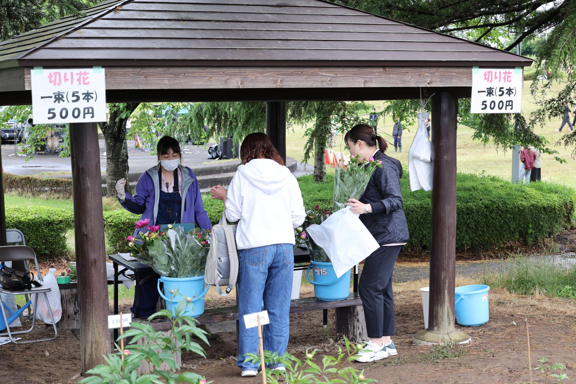 シャクヤク開花情報5月25日