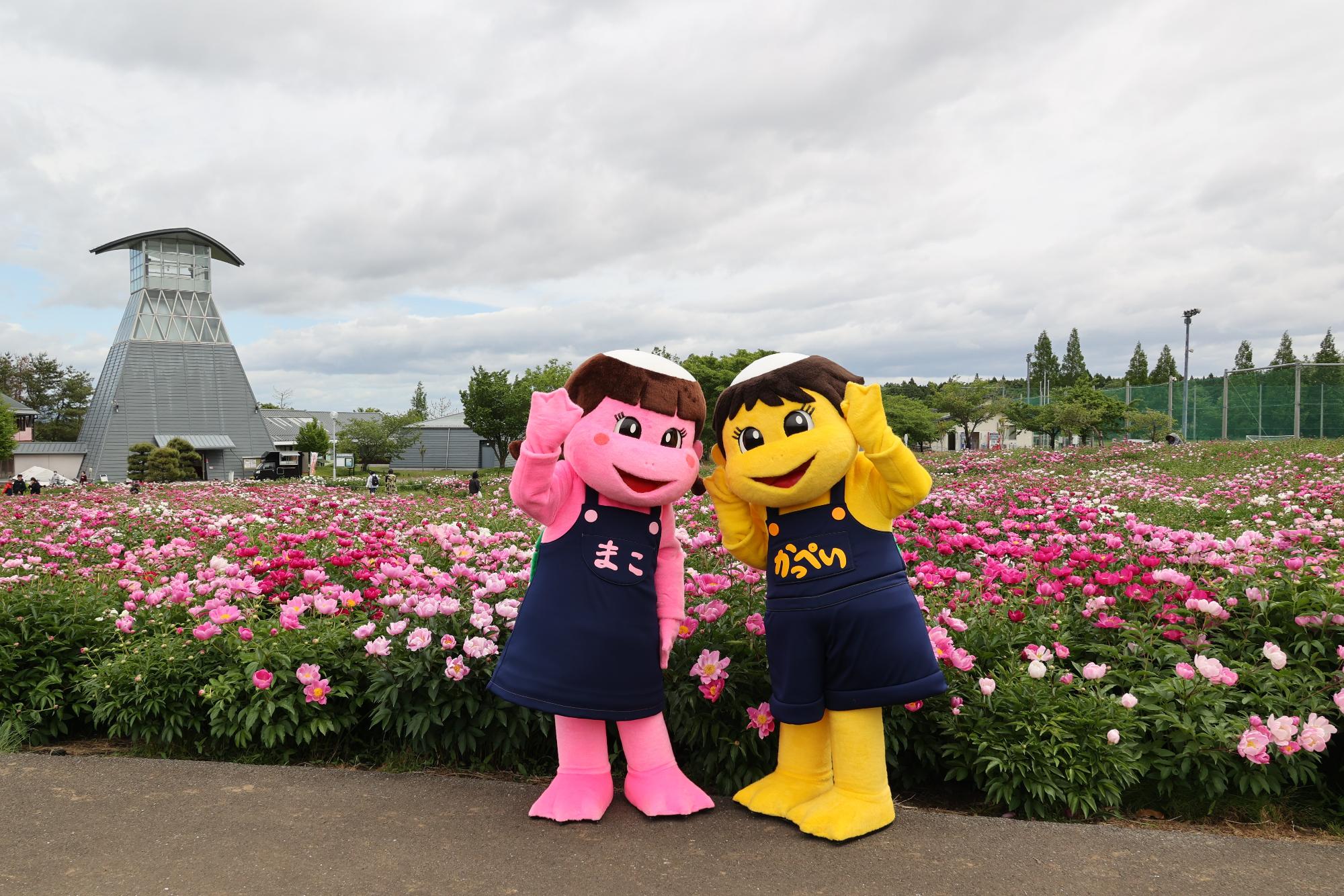 シャクヤク開花情報5月26日