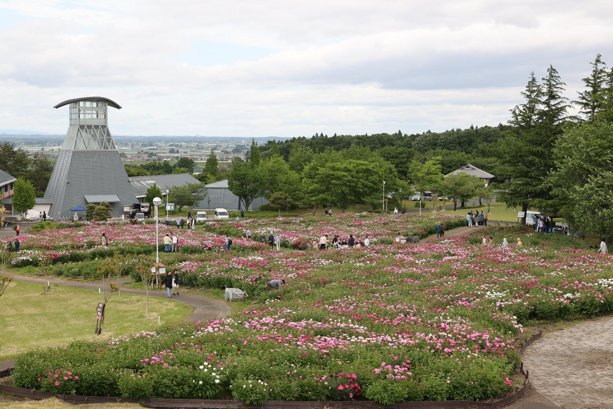 シャクヤク開花情報5月26日