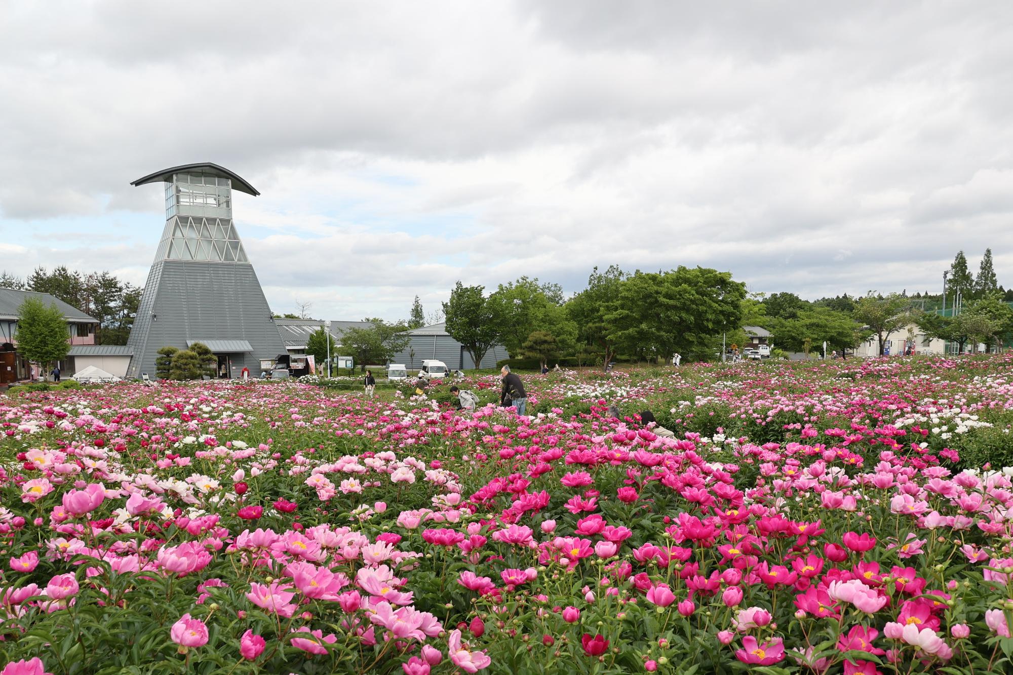 シャクヤク開花情報シャクヤク5月26日
