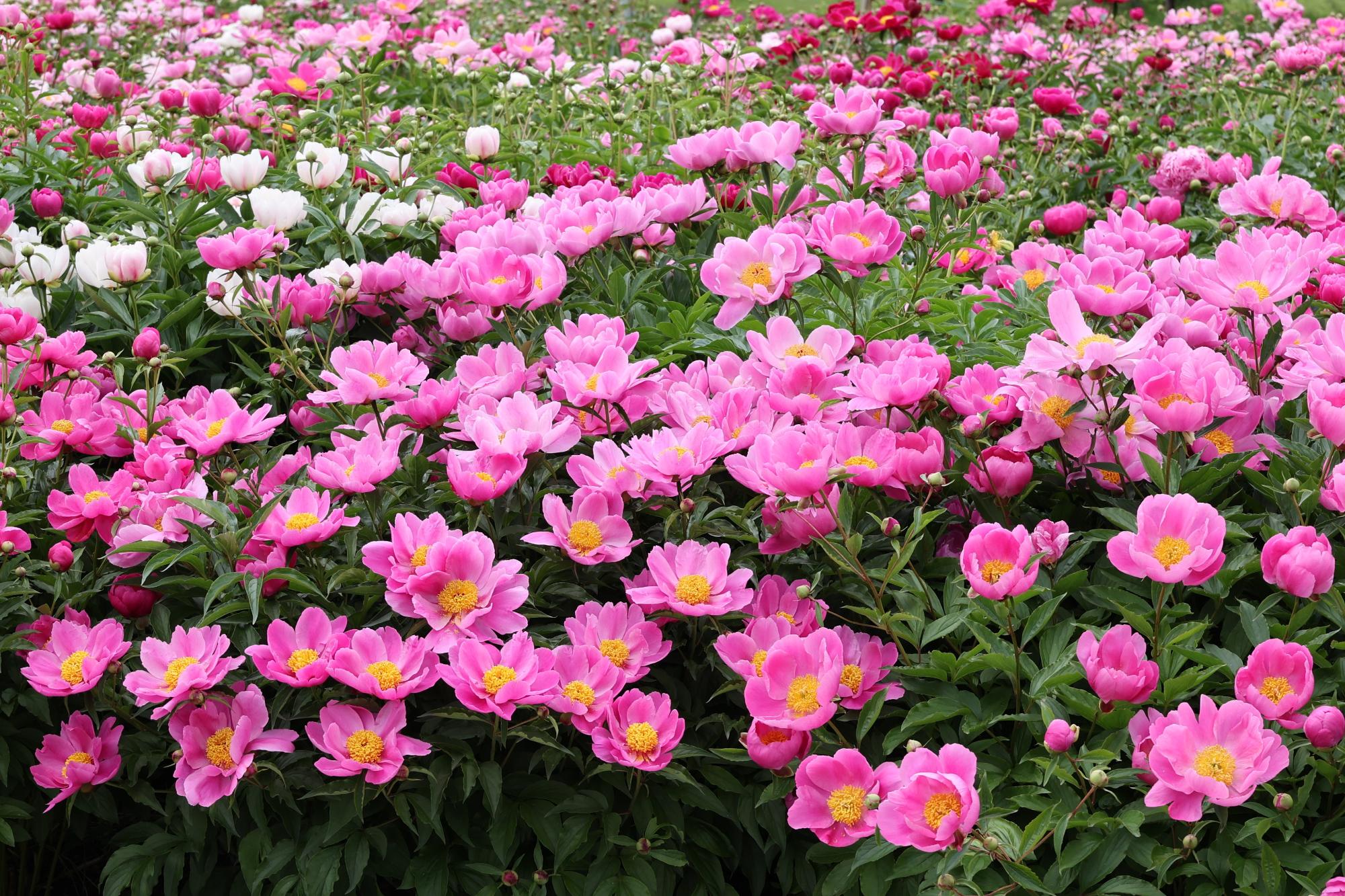 シャクヤク開花情報5月26日
