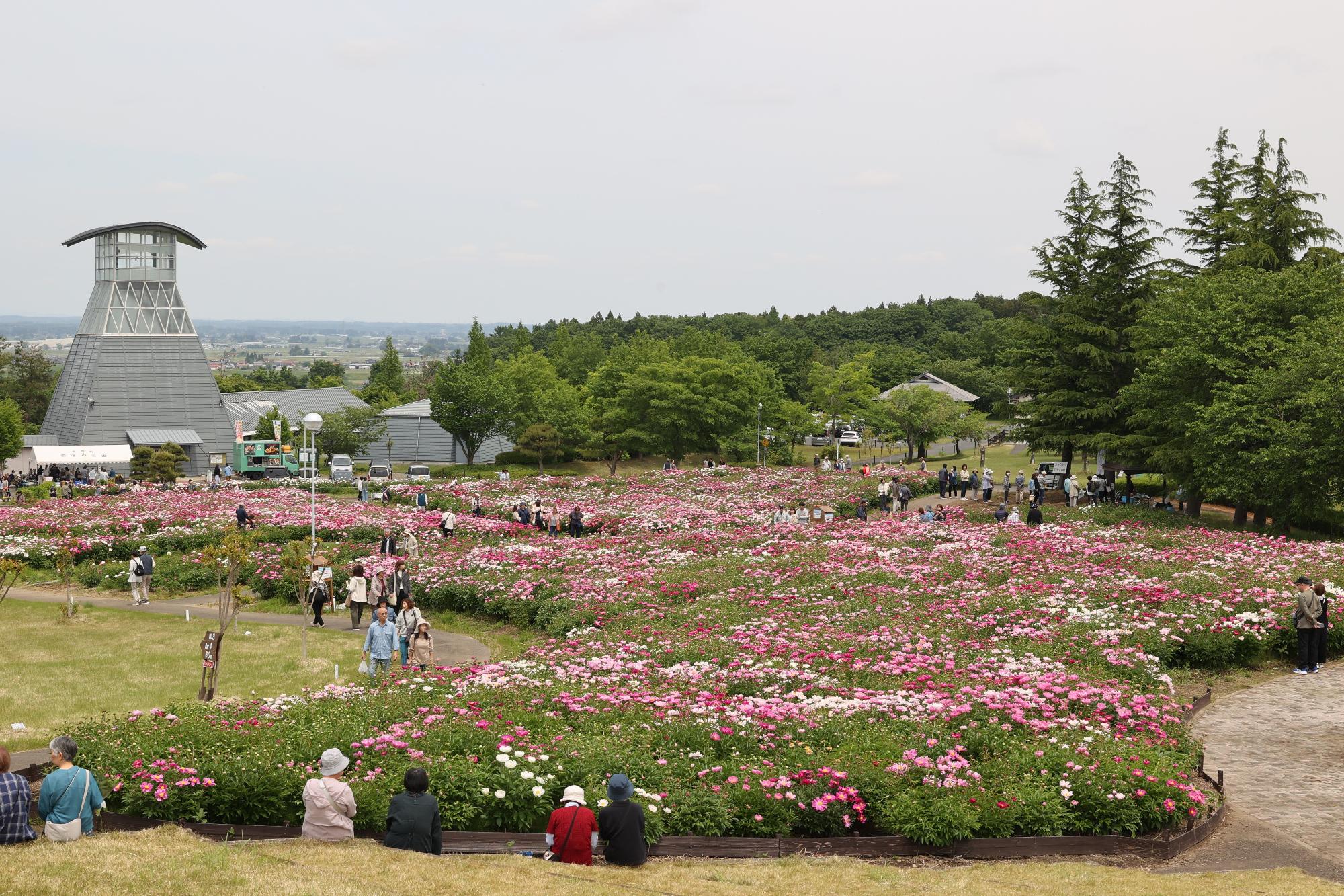 シャクヤク開花情報5月27日