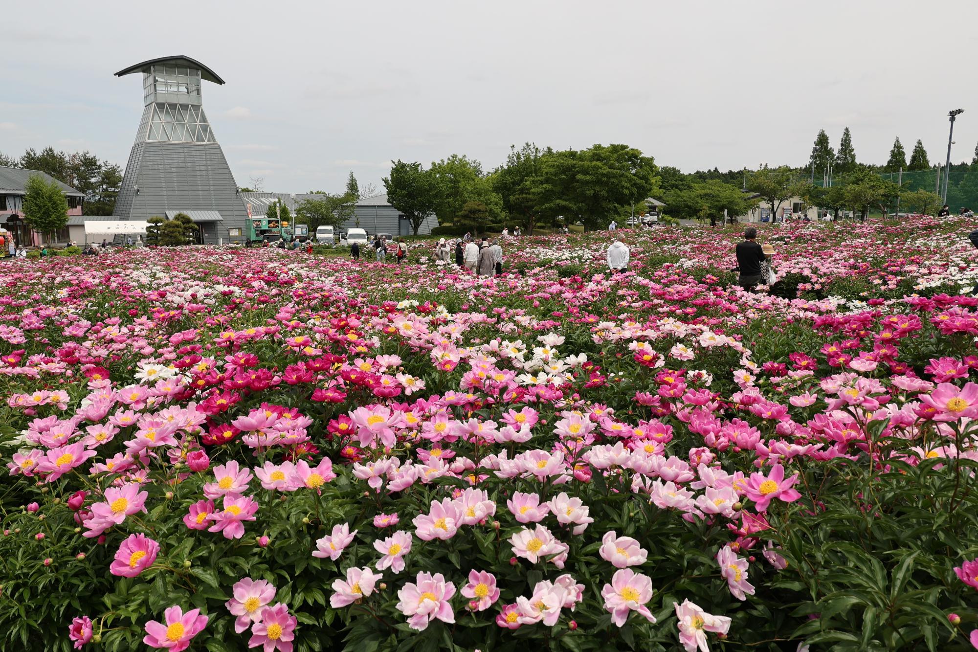 シャクヤク開花情報5月27日