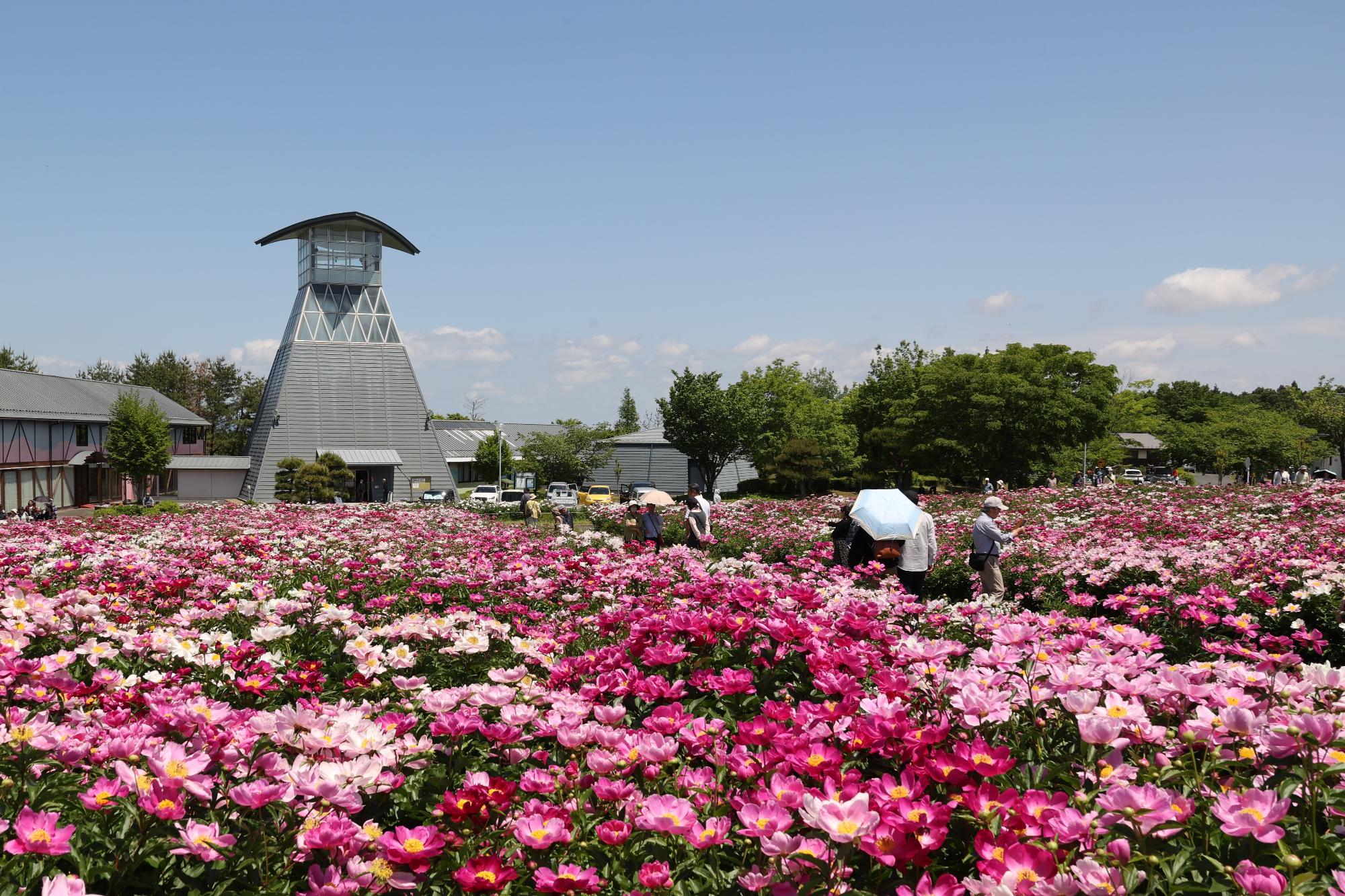 シャクヤク開花情報5月28日