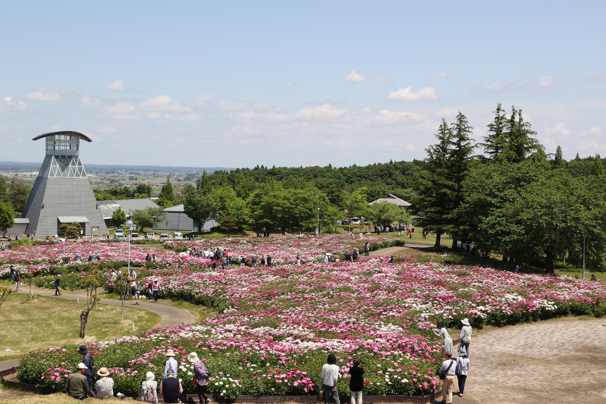 シャクヤク開花情報5月28日