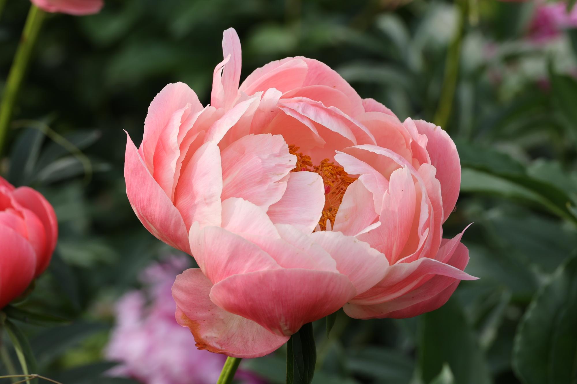 シャクヤク開花情報5月28日