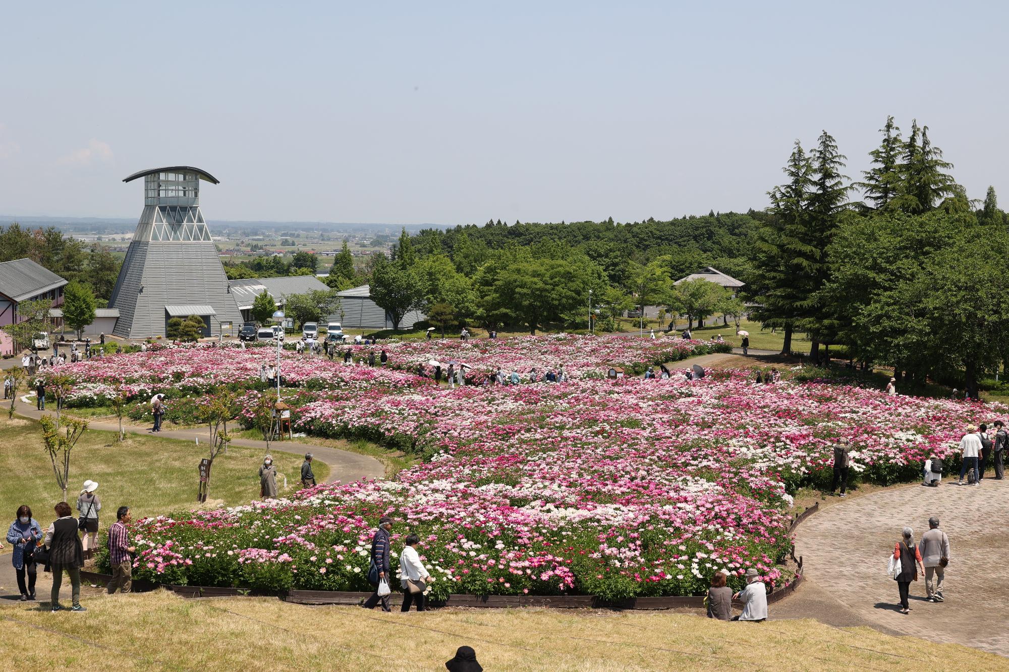 シャクヤク開花情報5月29日