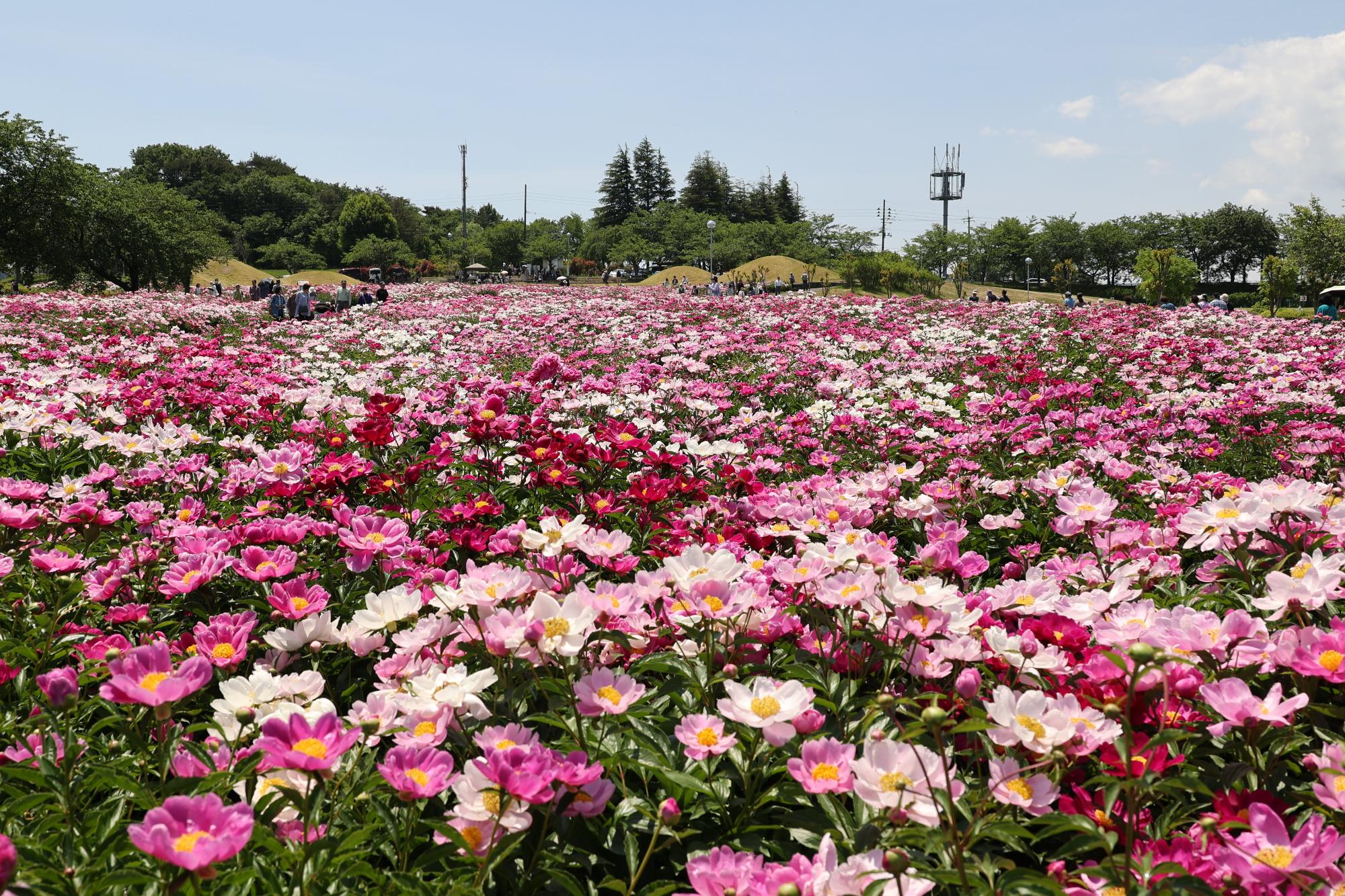 シャクヤク開花情報5月29日