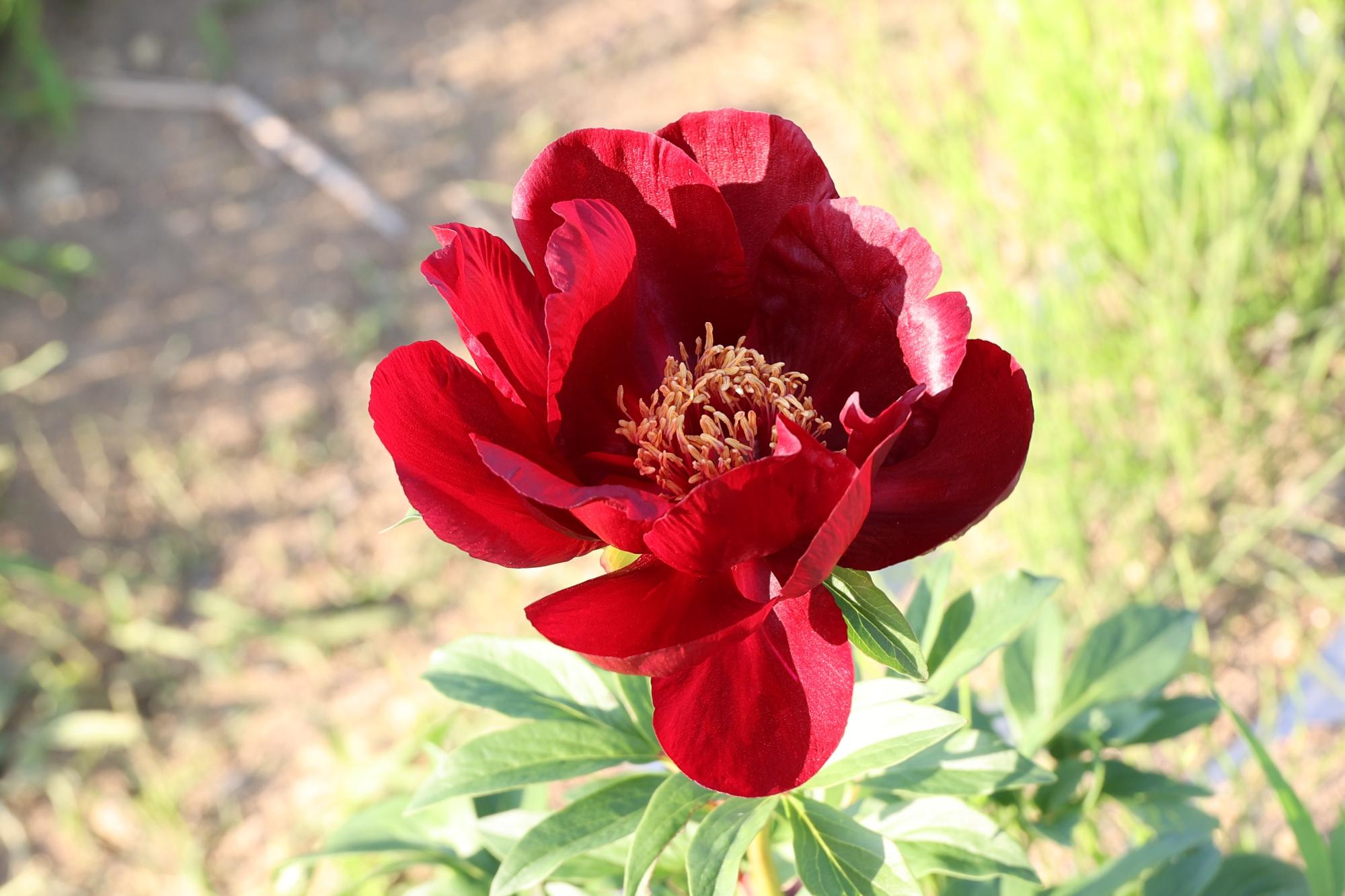 シャクヤク開花情報5月29日