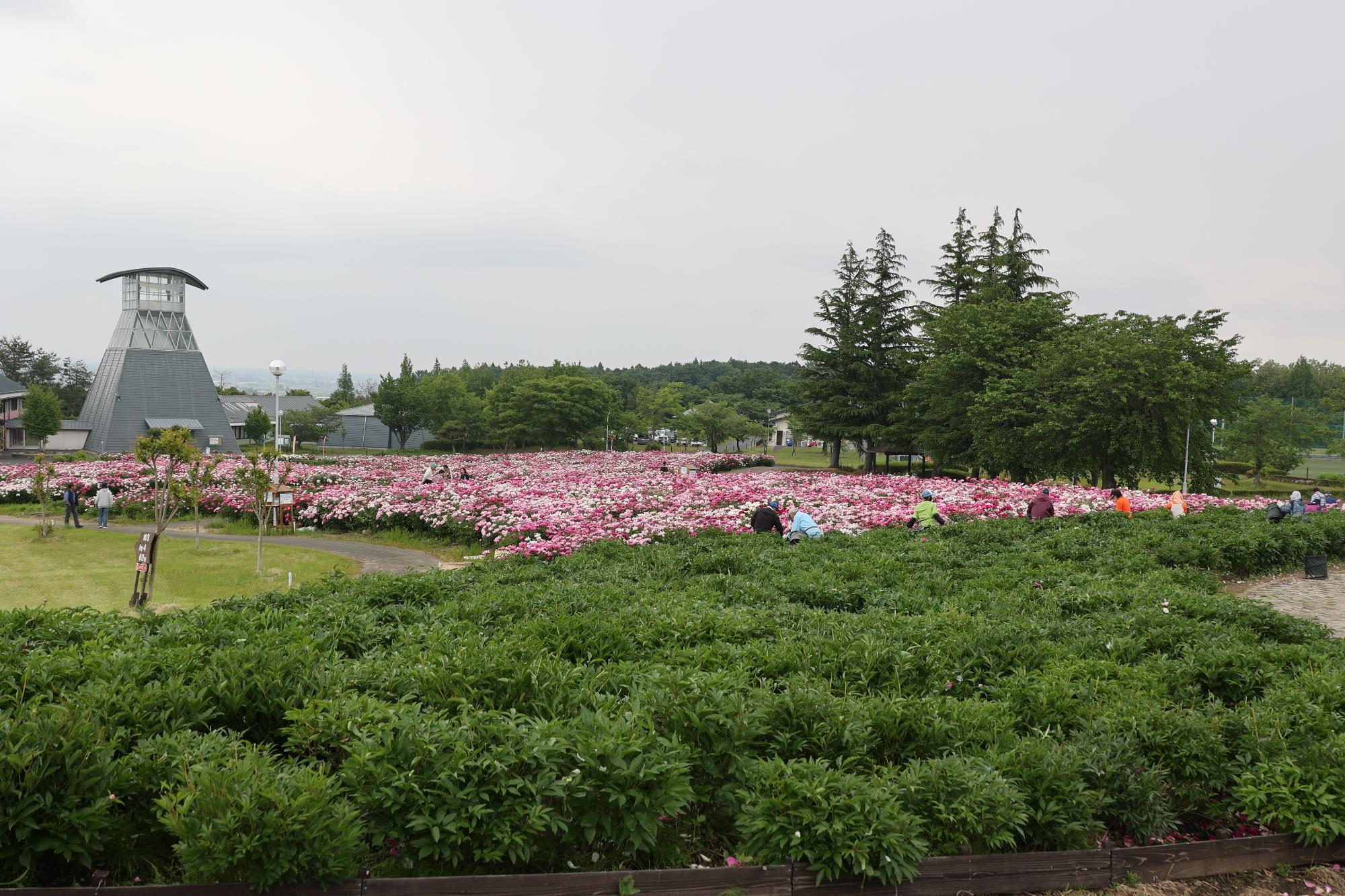 シャクヤク花の摘み取り