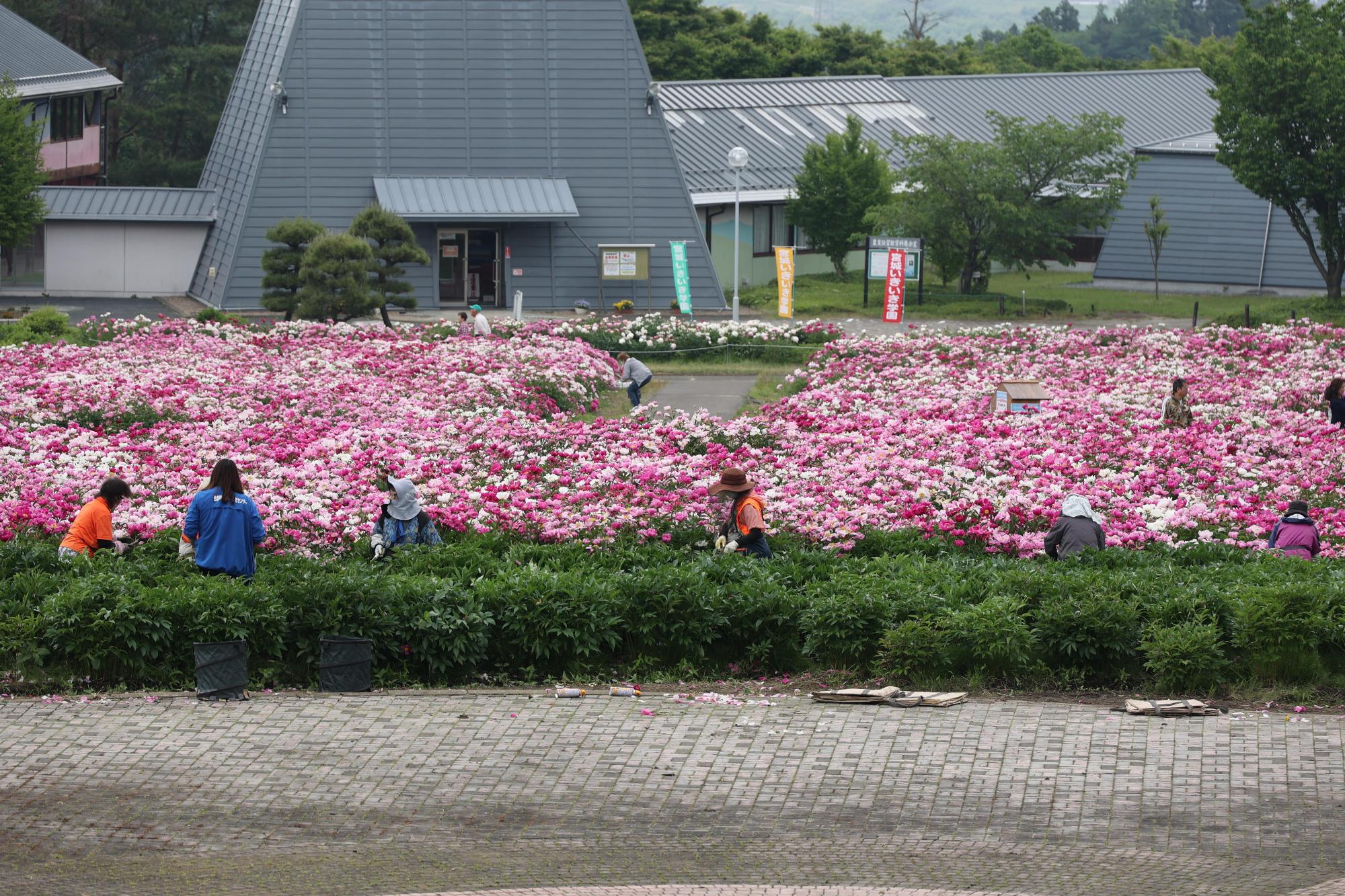 シャクヤク花の摘み取り