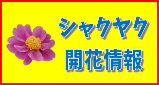 シャクヤク開花情報