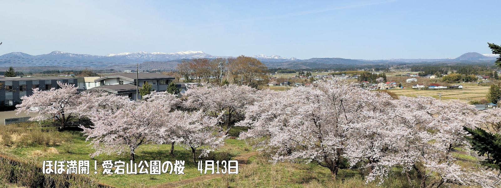愛宕山公園の桜