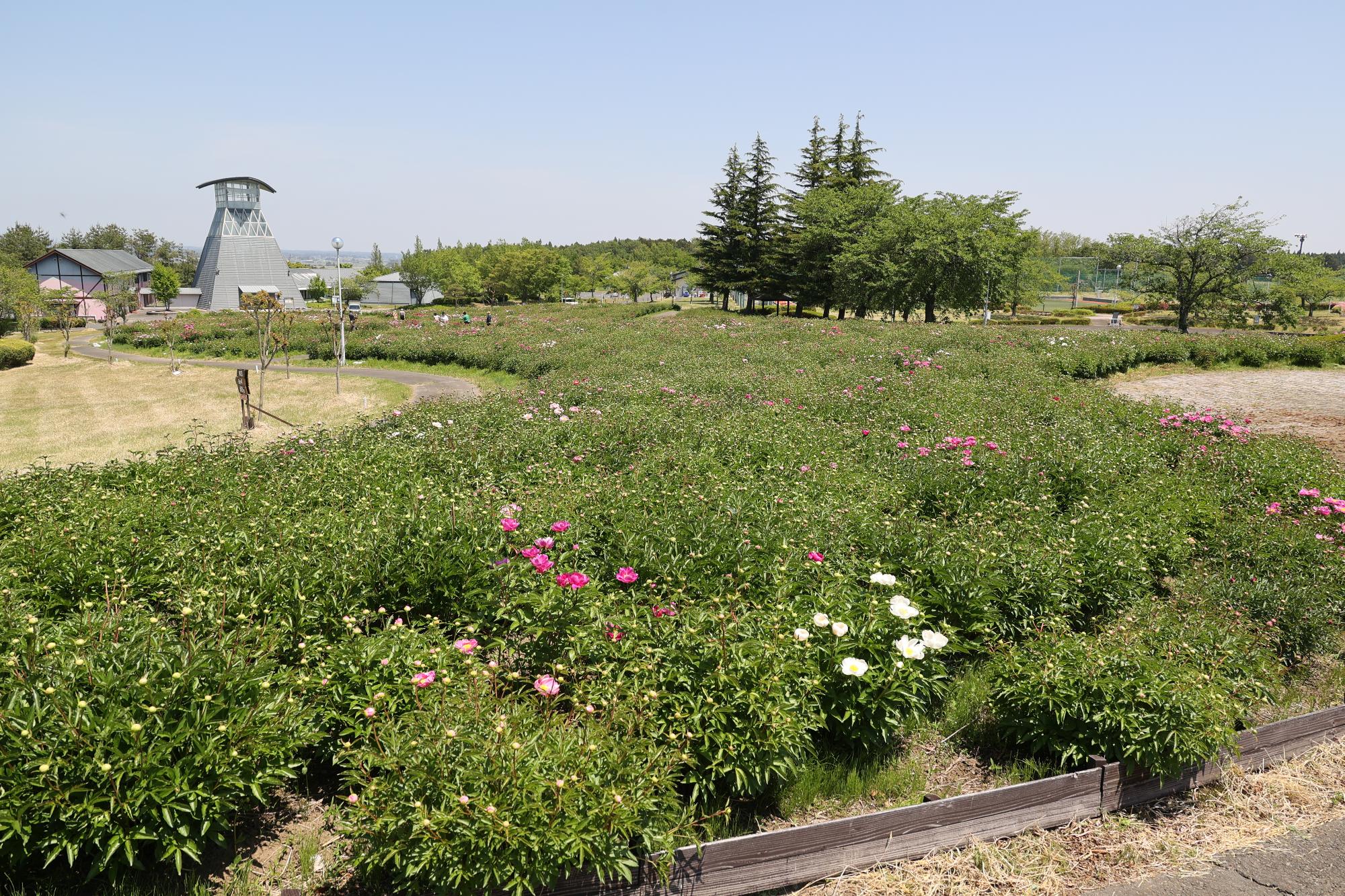 シャクヤク開花情報5月18日