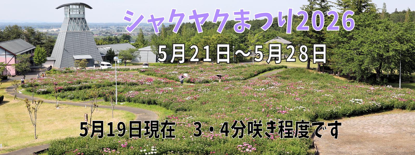 シャクヤクまつり