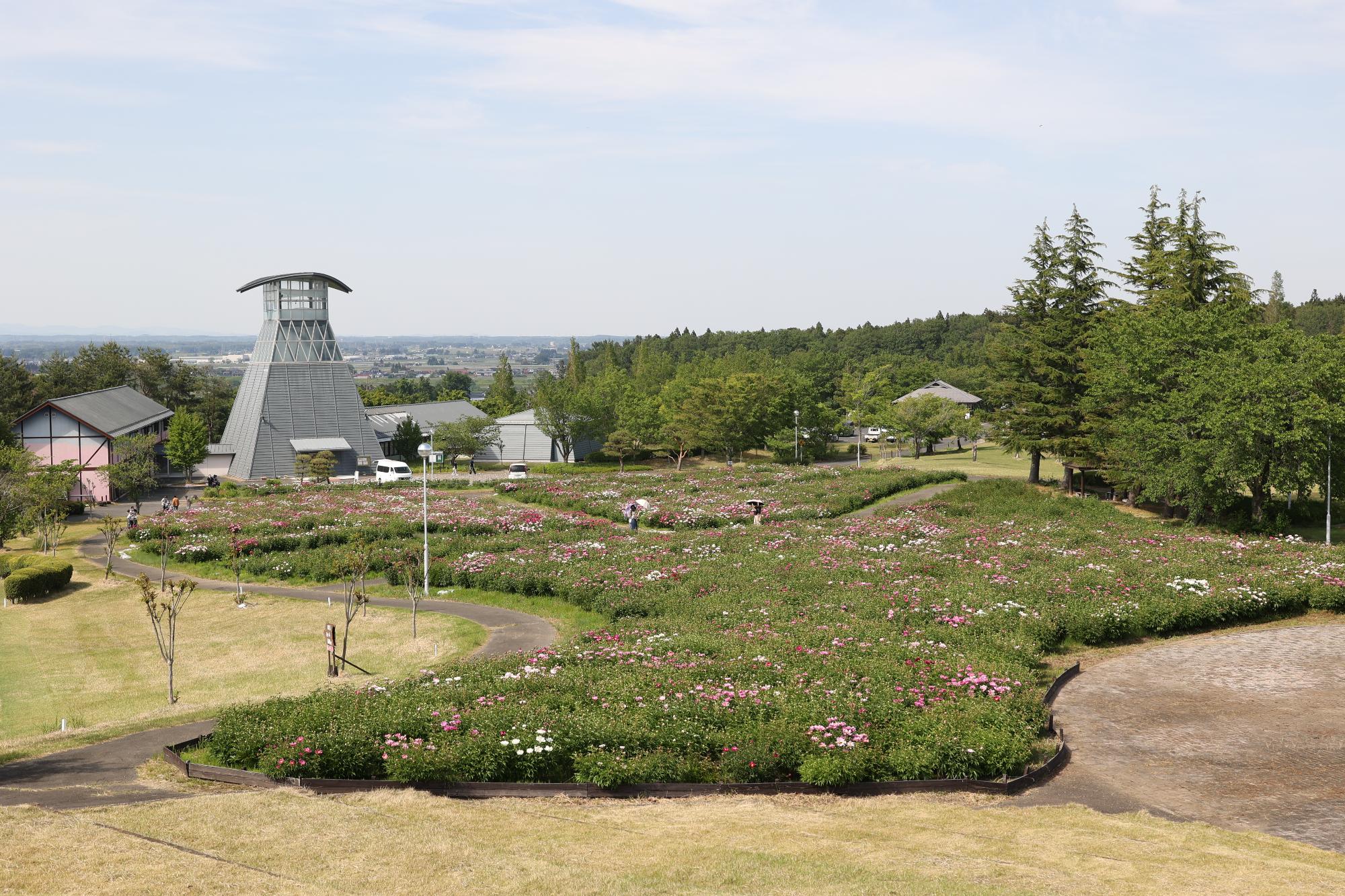 シャクヤク開花情報5月19日