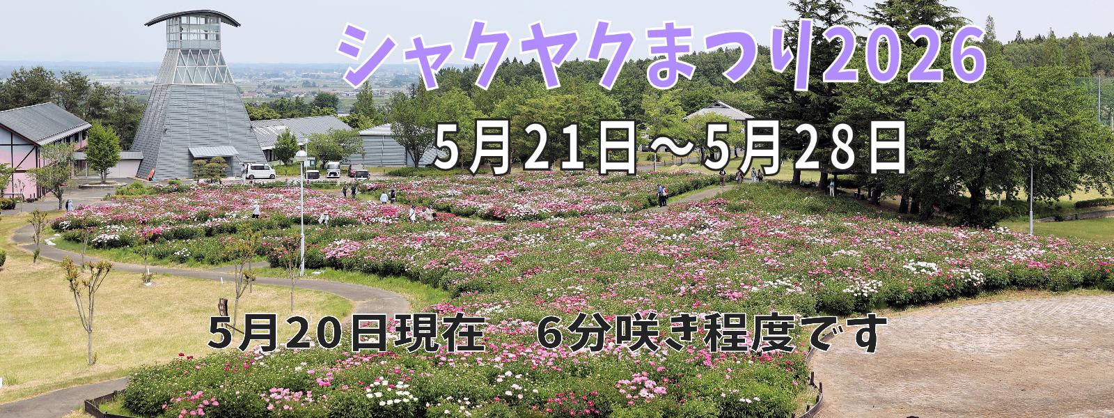 シャクヤクまつり
