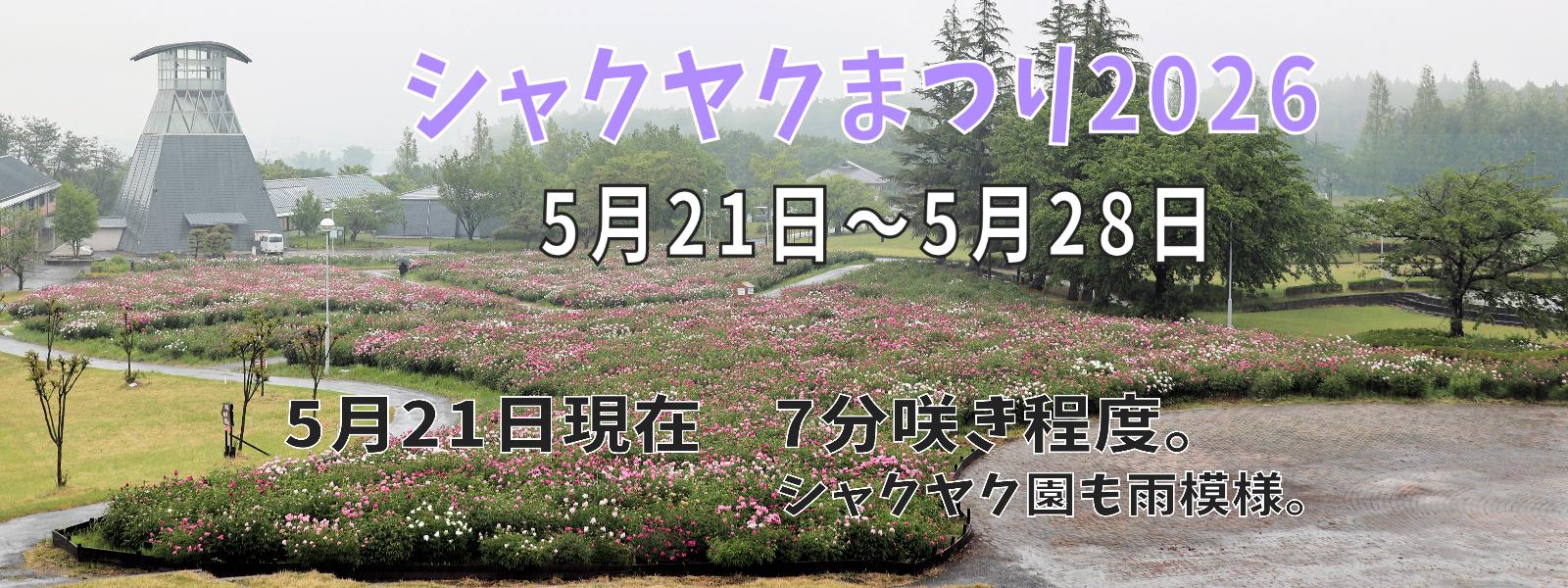 シャクヤク開花情報