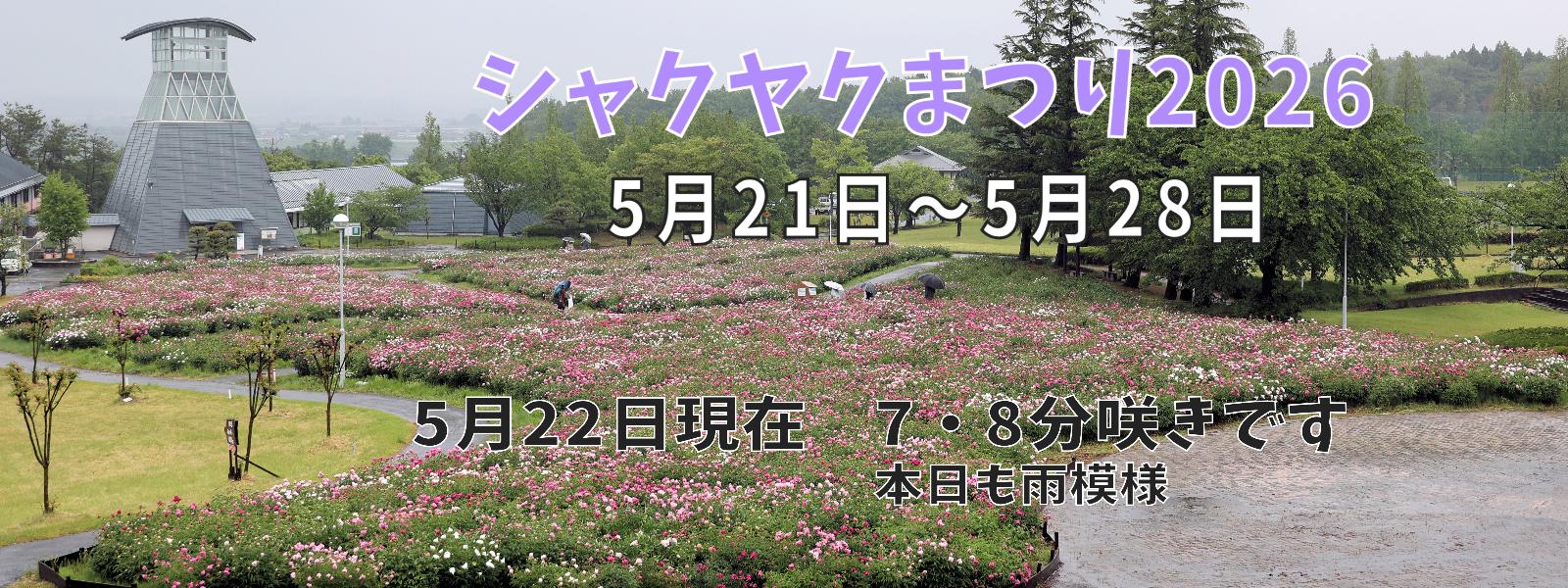 シャクヤク開花情報5月22日