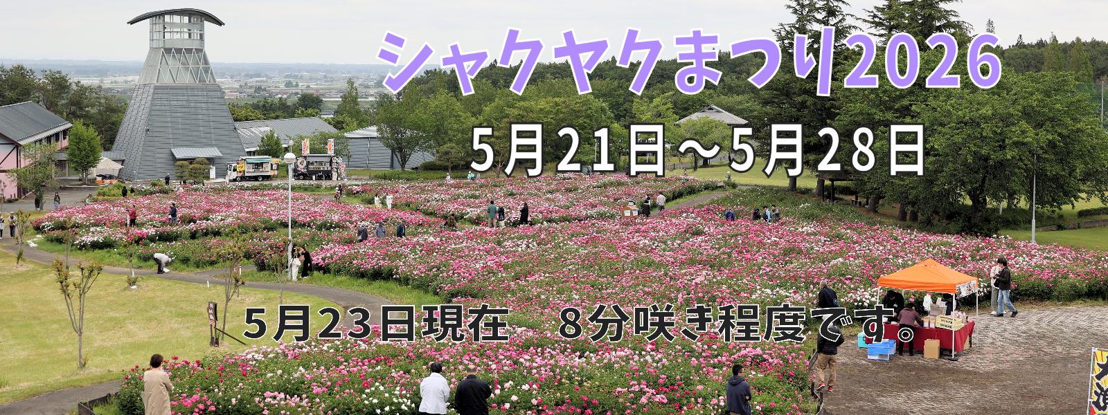 シャクヤク開花情報5月23日