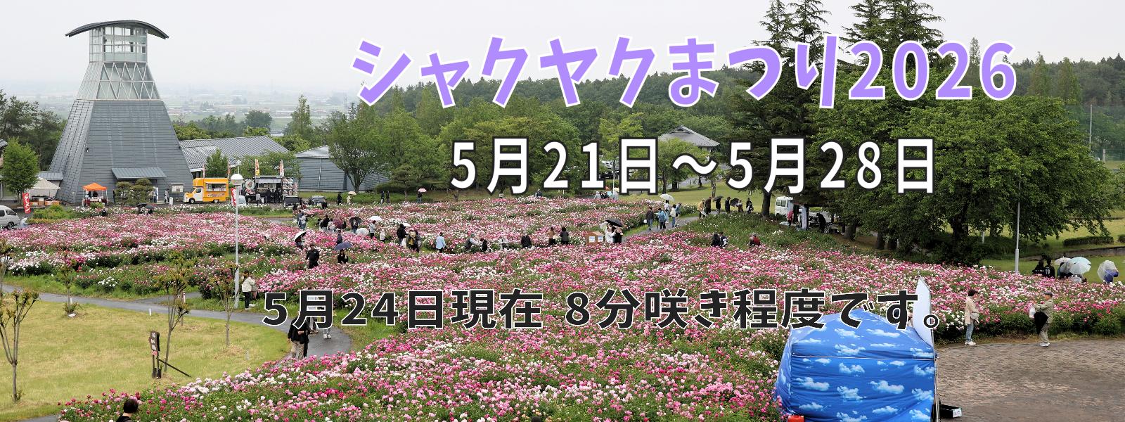 シャクヤク開花情報5月24日