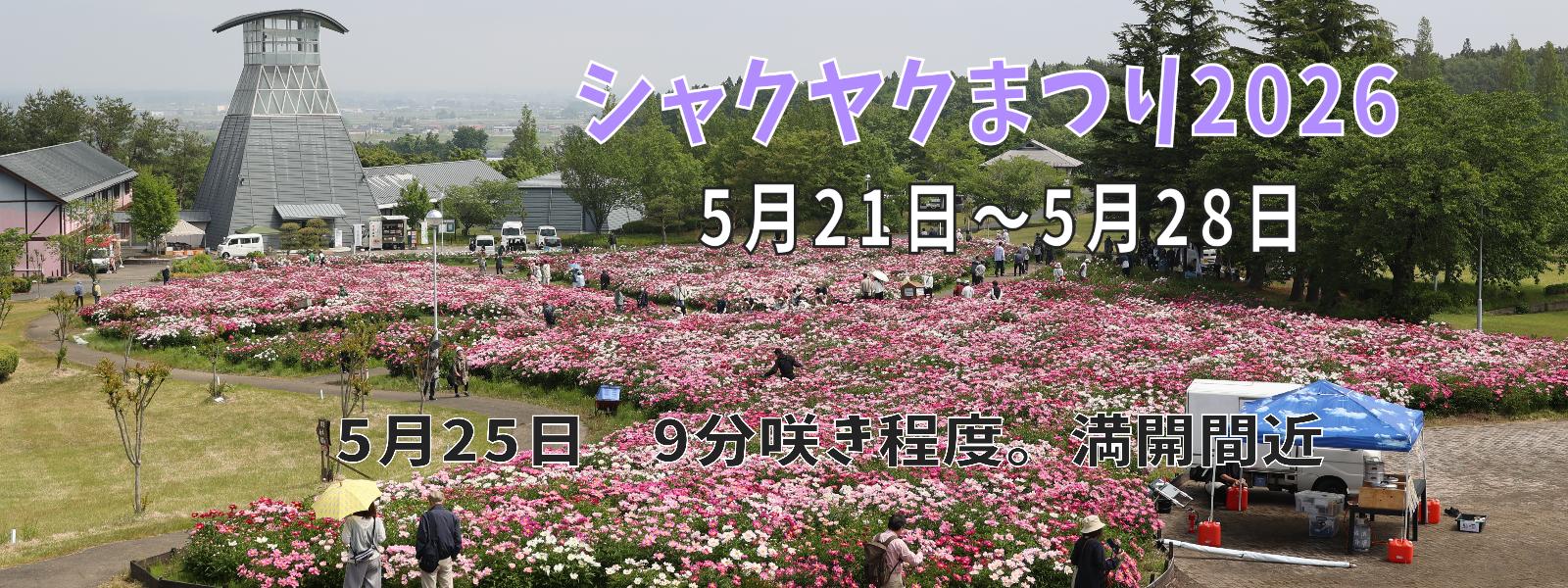 シャクヤク開花情報5月25日