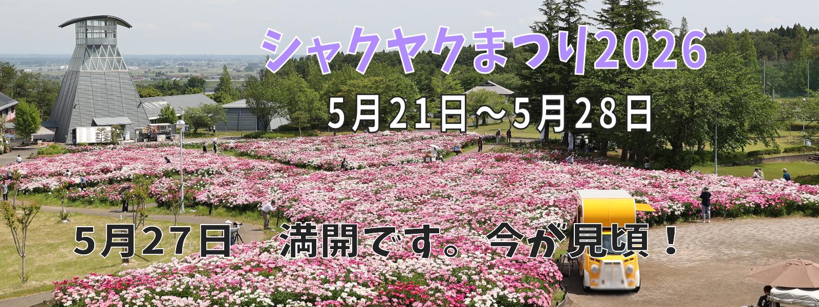 シャクヤク開花情報5月27日