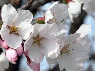 白に近いピンク色の花が咲いている桜の花のアップと、ピンク色のつぼみの写真