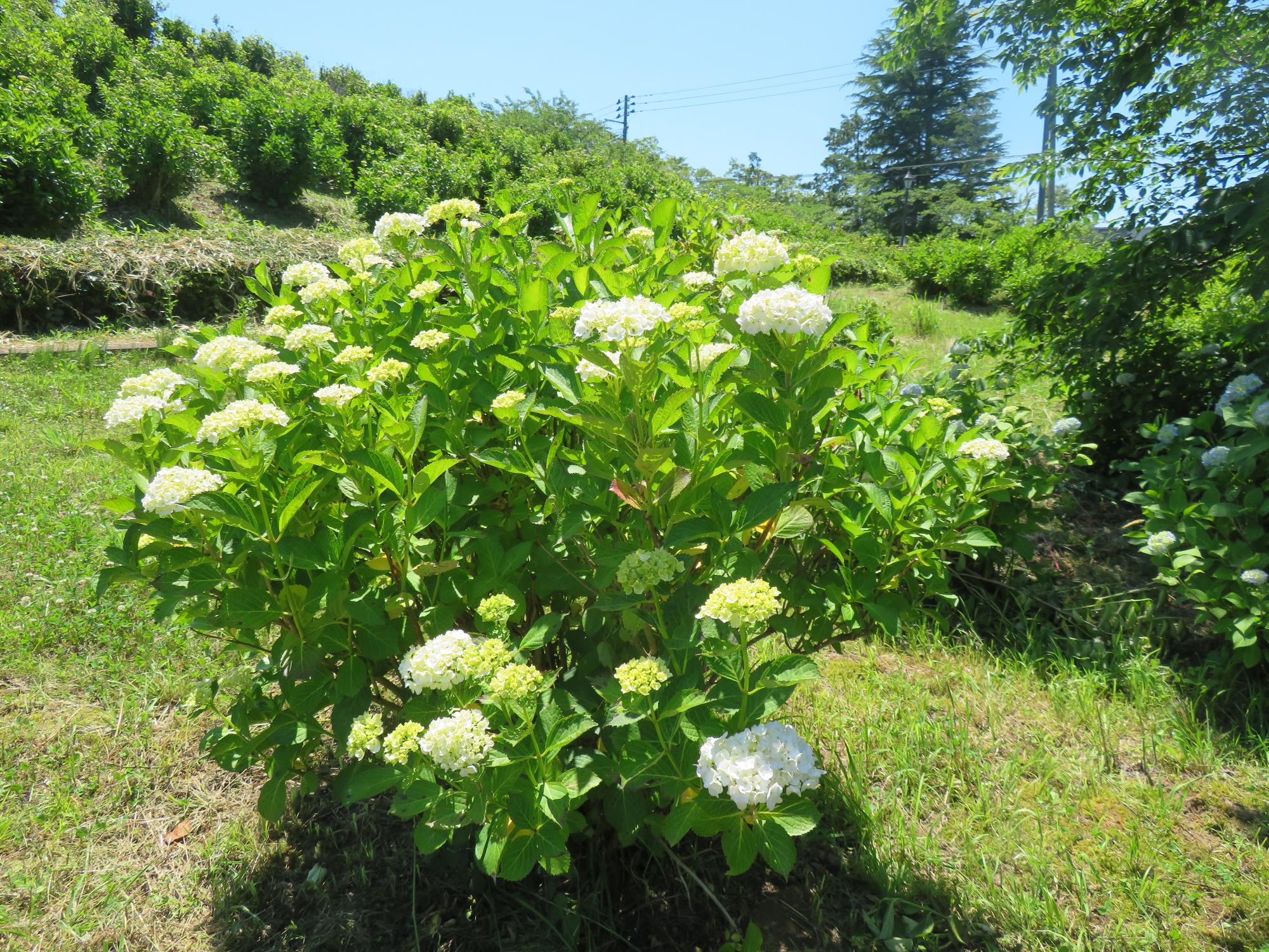 アジサイの開花状況について／色麻町