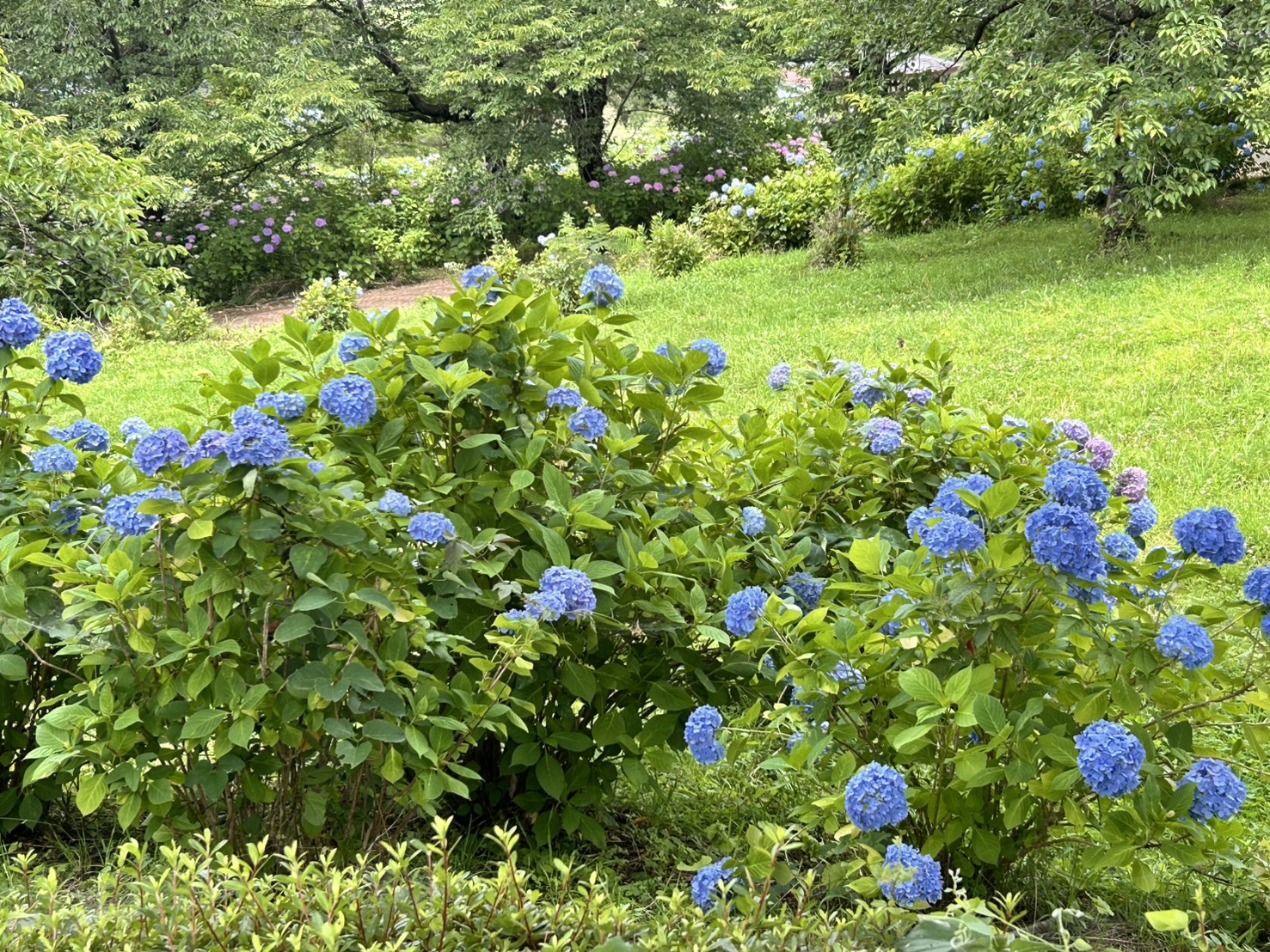 アジサイの開花状況について／色麻町