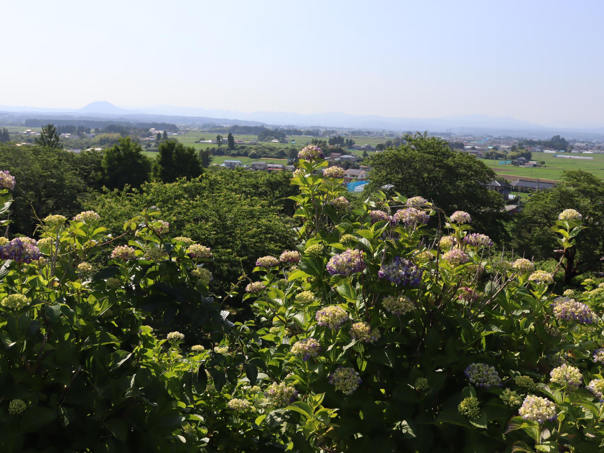 ajisai7-1