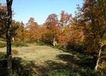 紅葉づいた高木に囲まれている芝生の写真