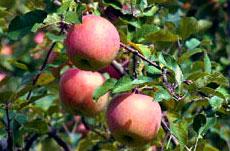 リンゴの実が木に実り、赤く染まっている写真